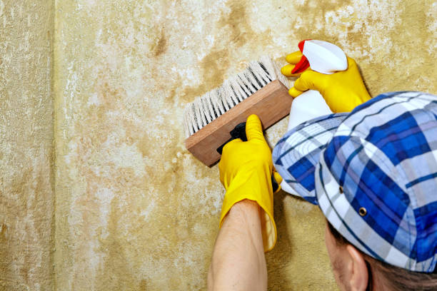 Reliable North Bay Village, FL Mold Removal Solutions